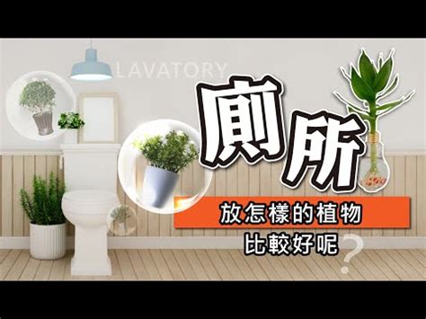 廁所放什麼植物好